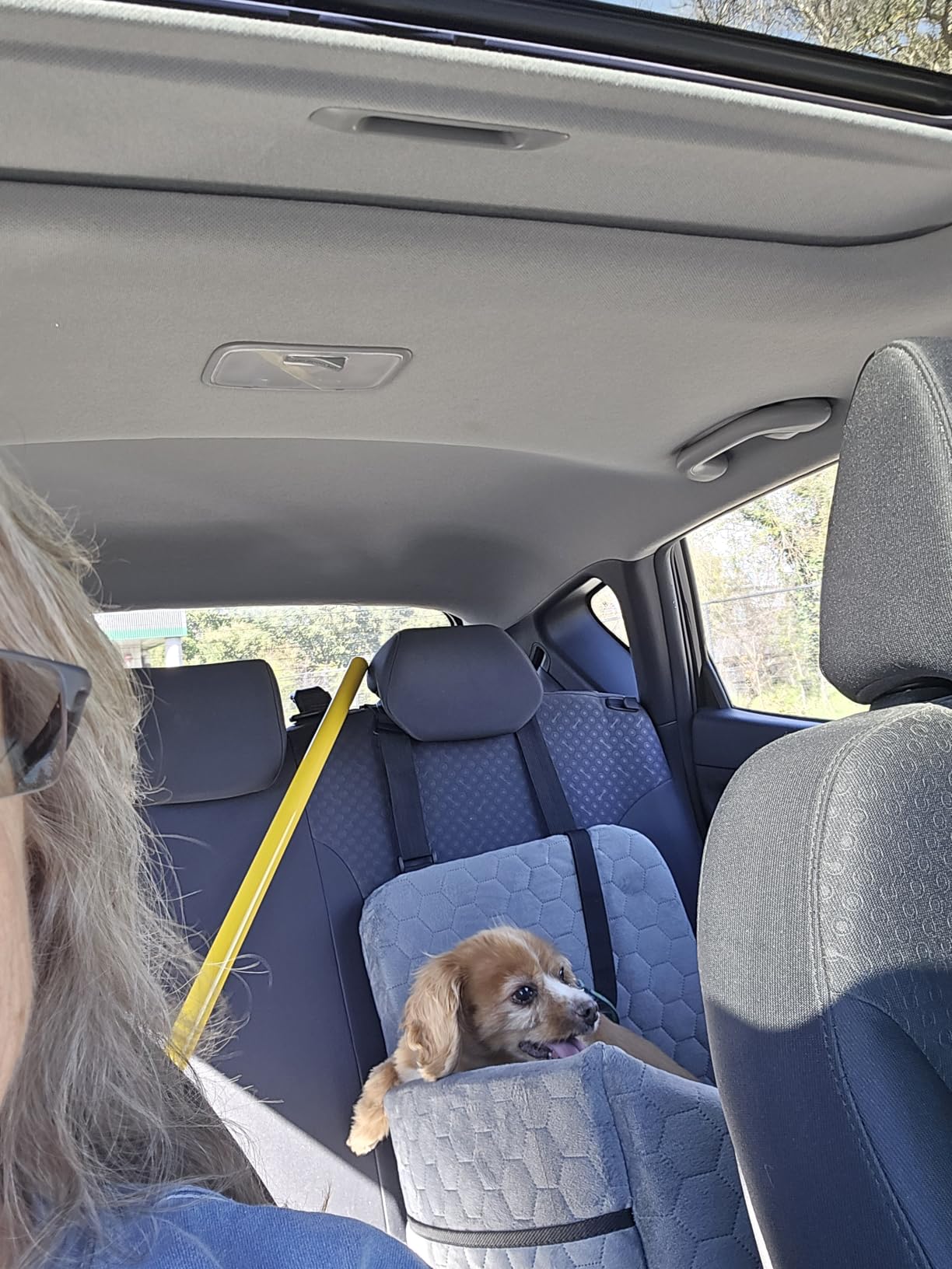 Dog Car Seat for Small/Medium Dogs, Memory Foam Dog Booster Seat, Travel Safety Per Car Seat with Washable Removable Cover, Storage Pockets for Dogs up to 35 lbs(Gray) customer photo 1