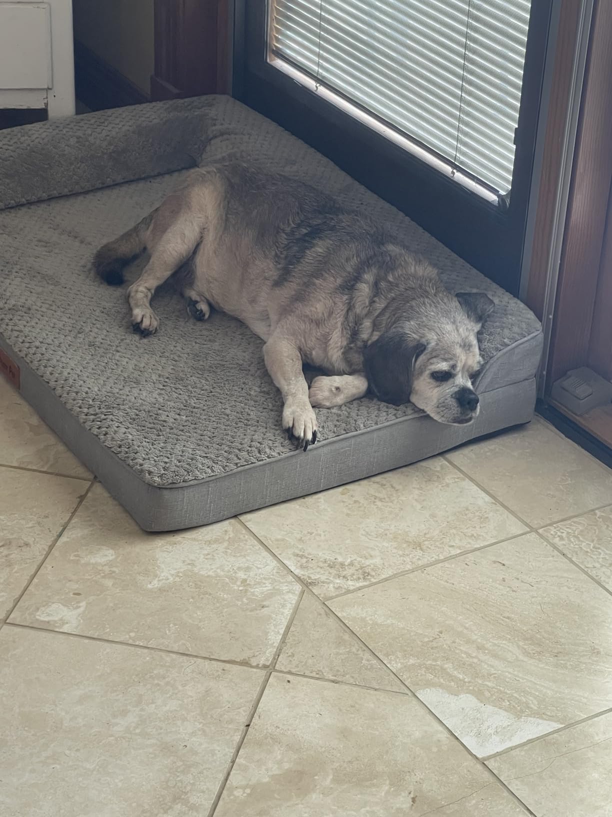Rainmr Orthopedic Dog Bed for Small and Medium Dogs, Memory Foam Pet Bed with Washable Removable Cover, Nonskid Bottom, Waterproof, for Indoor, Outdoor, Crate & Car Use, 30x20x6 Inches, Light Grey customer photo 1