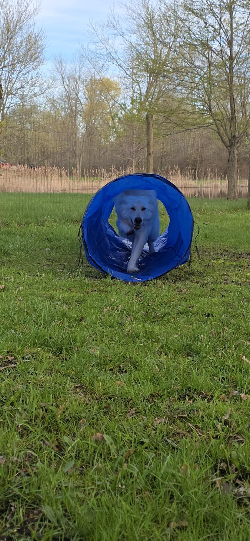 POPMOON Agility Training Equipment for Dogs, Dog Agility Equipment for Backyard & Indoor Training - Professional Backyard Course with Adjustable Jumps, Collapsible Tunnel, Storage Bags & Ball (13 PC) customer photo 1