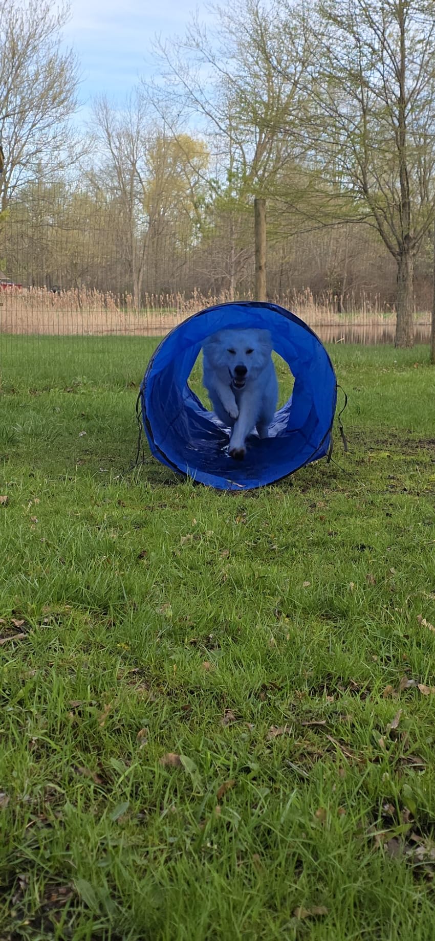 POPMOON Agility Training Equipment for Dogs, Dog Agility Equipment for Backyard & Indoor Training - Professional Backyard Course with Adjustable Jumps, Collapsible Tunnel, Storage Bags & Ball (13 PC) customer photo 2