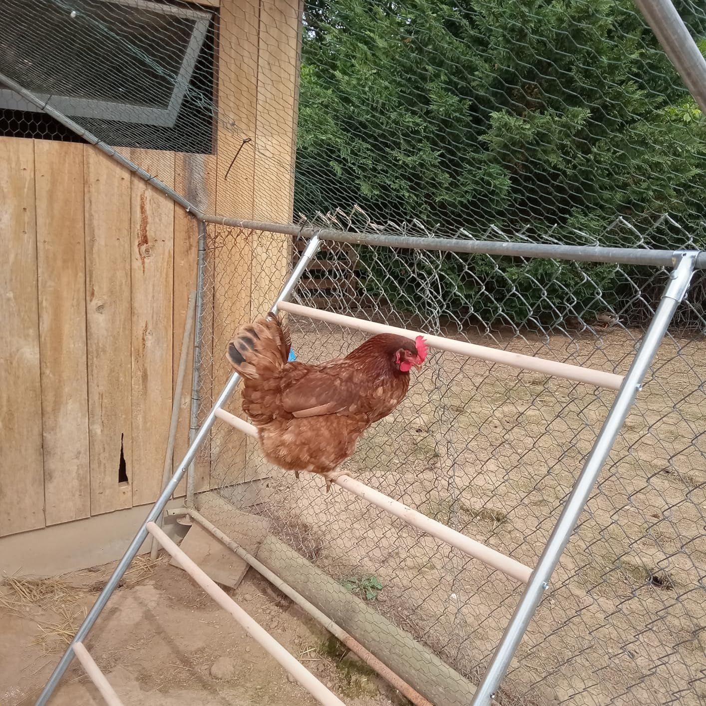 Large Metal Chicken Coop, 10x13x6.5ft Walk in Chicken Runs for Yard with Covers, Outdoor Chicken Pen with Roosting Perch and Split Door, Spire Roof Poultry Cage for Chicken, Duck customer photo 1
