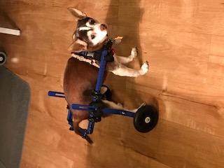 Dog Wheelchair - XS for Mini/Toy Breeds 2-10 Pounds - Veterinarian Approved - Dog Wheelchair for Back Legs customer photo 1