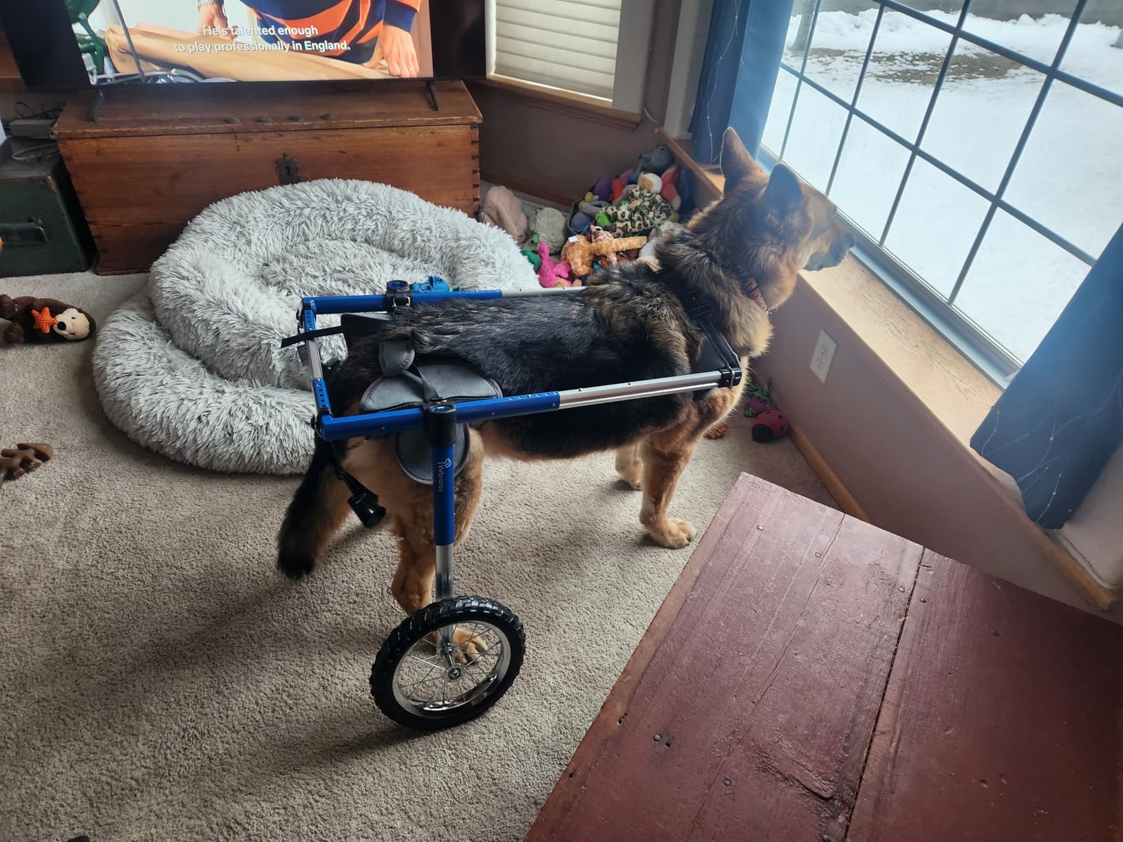 Dog Wheelchair for Back Legs, Dog Wheelchair with All-Terrain Tires & Durable Bearings, Large Dog Wheelchair for Back Legs, 55.1-88.1 lbs (XL) customer photo 2