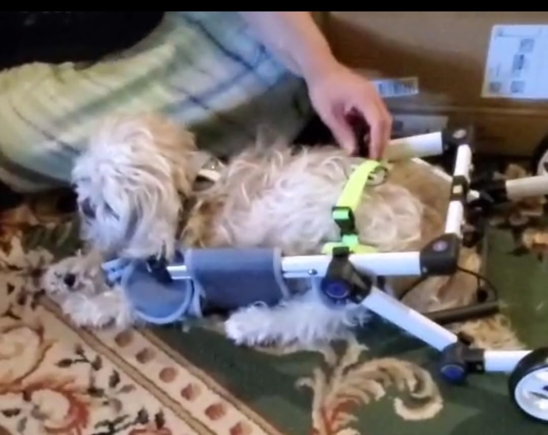 Adjustable Dog Wheelchair for Back Legs Mobility Support Lightweight Pet Wheelchair for Disabled Hind Legs Walking Stable Dog Cart for Pets customer photo 1