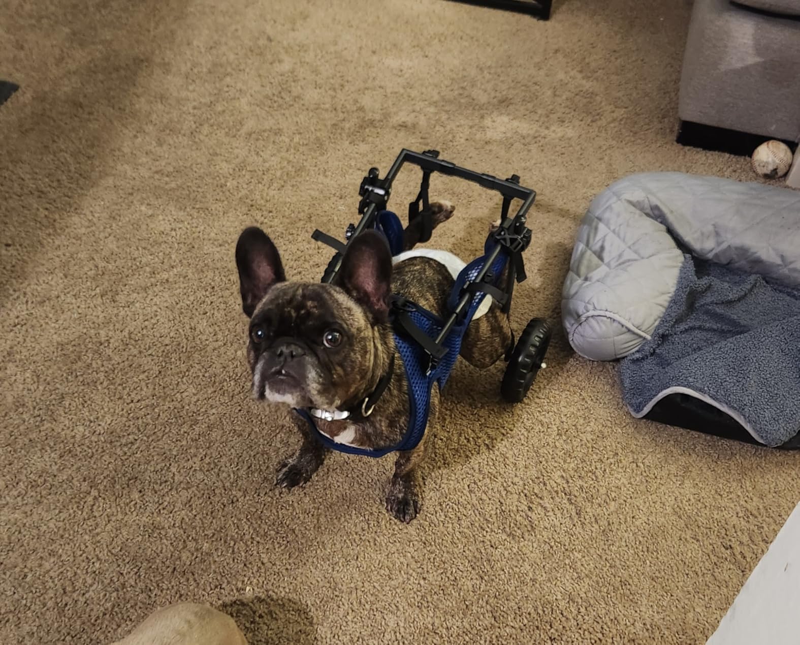 Adjustable Large Dog Wheelchair for Back Legs, Upgraded Wheel, Disabled Pets, Leg Brace, Mobility Aid for Large Pets, Hind Limb Rehabilitation, Older, Disabled (XXL) customer photo 1