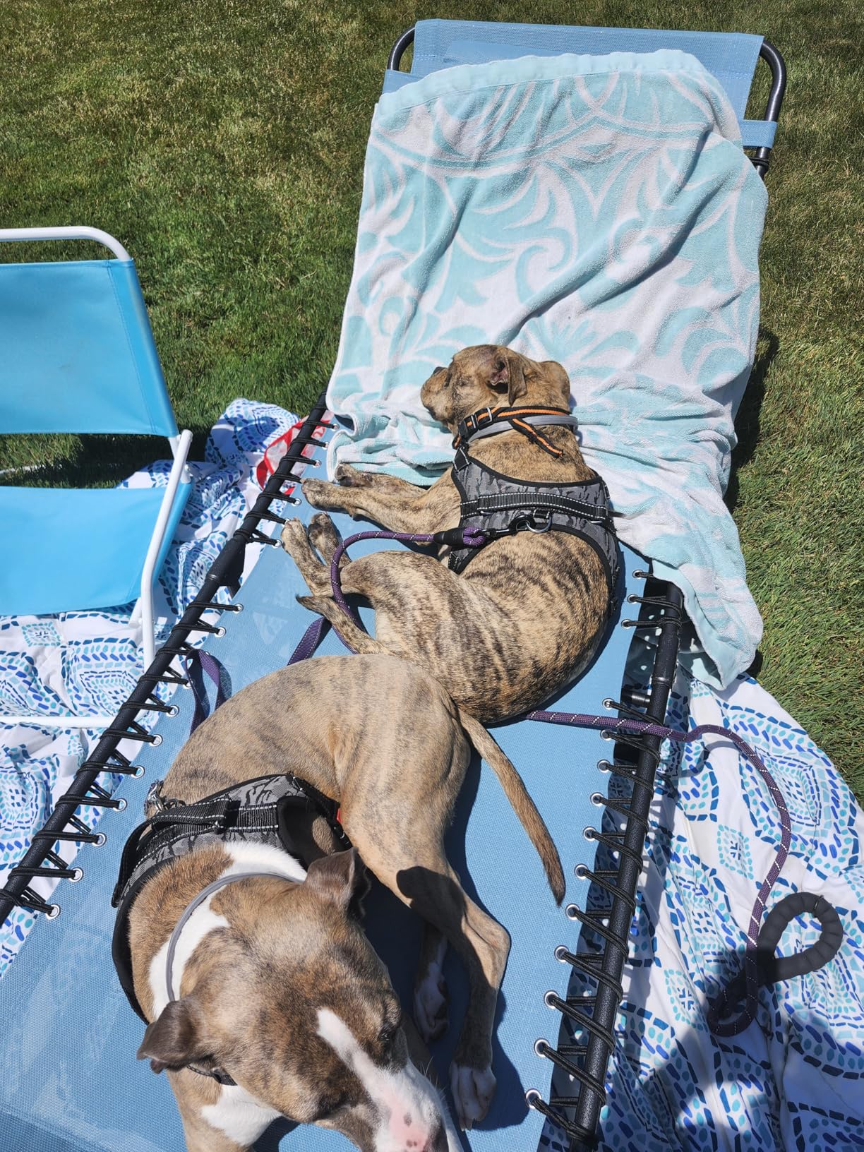 Best Choice Products Patio Chaise Lounge Chair, Portable Outdoor Folding Recliner for Lawn, w/ 8 Positions, Handles, 300lb Capacity - Ice Gray/White customer photo 1